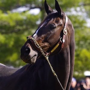 Post image for Breeders’ Cup Odds Favor Zenyatta