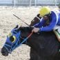 horse-racing-hero-of-order-longshot-kentucky-derby