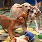 2015 Puppy Bowl XI