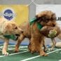 797228_tv-puppybowl-repeat-a7840aa