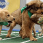 puppy bowl lvi