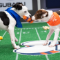 puppy bowl xvii super bowl 55