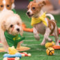 2023 Puppy Bowl XIX Odds and Bets: Super Bowl 57...